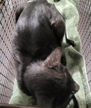 Domestic Short Hair Cats Available for Adoption in San Antonio, Texas - JEFF | PetCurious