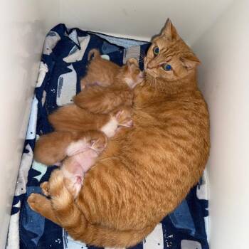 Sashimi -  Domestic Short Hair Cat for Adoption - Sashimi | PetCurious