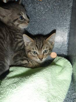 Domestic Short Hair Cats Available for Adoption in San Jose, California - A1406723 | PetCurious