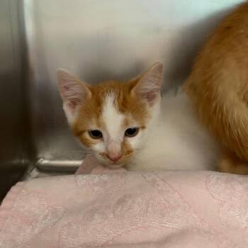 Franklin -  Domestic Short Hair Cat for Adoption in Council Bluffs, Iowa - Franklin | PetCurious