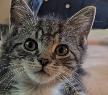 Rescue Tabby Cats for Adoption in Export, Pennsylvania - Sherman | PetCurious