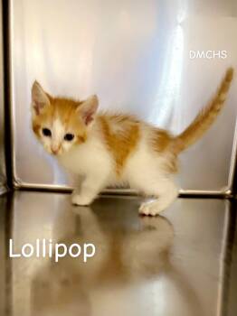 Lollipop -  Domestic Short Hair Cat for Adoption in Burlington, Iowa - Lollipop | PetCurious