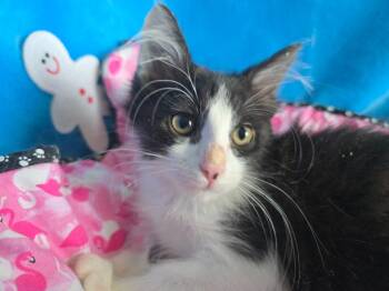 Max 2 -  Siamese Cat for Adoption in New Braunfels, Texas - Max 2 | PetCurious