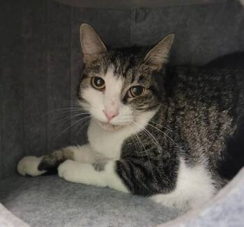 DIXIE -  Domestic Short Hair Cat for Adoption in Sarasota, Florida - DIXIE | PetCurious
