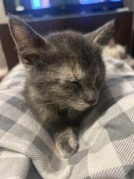 Carolina Chickadee -  Domestic Short Hair Cat for Adoption in Austin, Texas - Carolina Chickadee | PetCurious