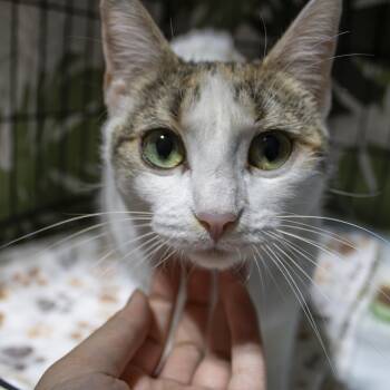 Sophie -  Domestic Short Hair Cat Available for Adoption in Elk Grove, California - Sophie | PetCurious