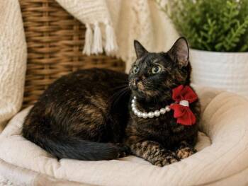 MARCIA -  Tortoiseshell Cat for Adoption in Margate, Florida - MARCIA | PetCurious