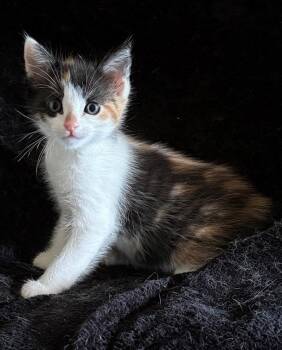 Domestic Short Hair Cats Available for Adoption - Glory | PetCurious