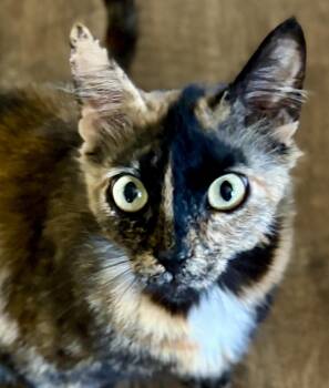SWEETIE -  Calico Cat for Adoption in Prescott, Arizona - SWEETIE | PetCurious