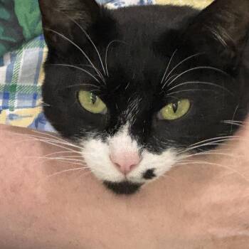 Loretta-Young, Playful and Ready to Be Your One and Only -  Domestic Short Hair Cat for Adoption - Loretta-Young, Playful And Ready To Be Your One And Only | PetCurious