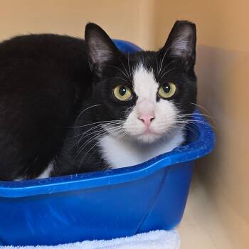 Belle -  Domestic Short Hair Cat Available for Adoption in East Hanover, New Jersey - Belle | PetCurious