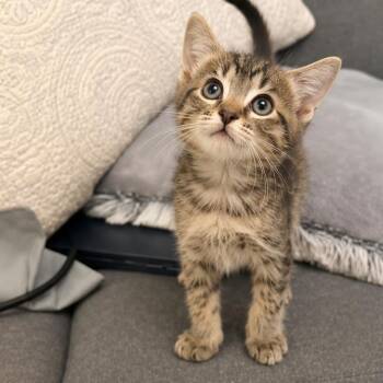 Opal -  Domestic Short Hair Cat for Adoption in Fort Smith, Arkansas - Opal | PetCurious