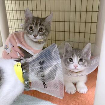 Pineapple -  Domestic Short Hair Cat for Adoption in Woodinville, Washington - Pineapple | PetCurious