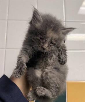 61352946 -  Domestic Short Hair Cat for Adoption in El Paso, Texas - 61352946 | PetCurious