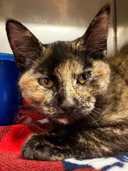 Augustine -  Domestic Short Hair Cat for Adoption in Fall River, Massachusetts - Augustine | PetCurious