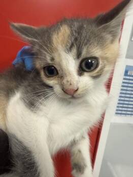 04835B Hope -  Domestic Short Hair Cat for Adoption in North Charleston, South Carolina - 04835B Hope | PetCurious