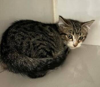 Domestic Short Hair Cats Available for Adoption - Frisk | PetCurious