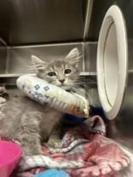 Nevaeh -  Domestic Medium Hair Cat for Adoption in Manitowoc, Wisconsin - Nevaeh | PetCurious
