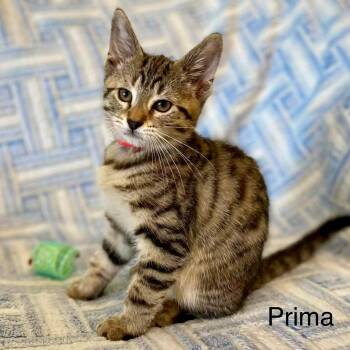Prima -  Domestic Short Hair Cat for Adoption in Winchendon, Massachusetts - Prima | PetCurious