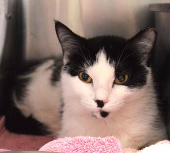 KOA -  Domestic Medium Hair Cat for Adoption - KOA | PetCurious