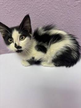One -  Domestic Long Hair Cat for Adoption in El Paso, Texas - One | PetCurious