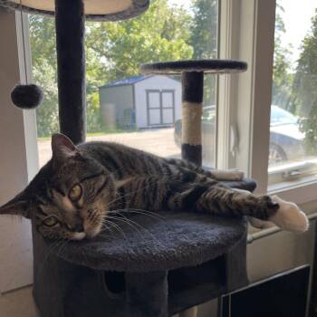 Aegon -  Domestic Short Hair Cat for Adoption in South Haven, Michigan - Aegon | PetCurious