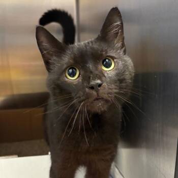 Beef Stewart - 070303U -  Domestic Short Hair Cat for Adoption in Tupelo, Mississippi - Beef Stewart - 070303U | PetCurious