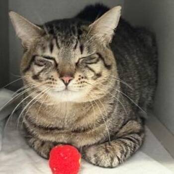 Domestic Short Hair Cats Available for Adoption in New York, New York - Simba | PetCurious