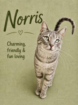 Norris 04/28/2026-116 Willow Grove -  Tabby Cat for Adoption in Greenville, Delaware - Norris 04/28/2026-116 Willow Grove | PetCurious