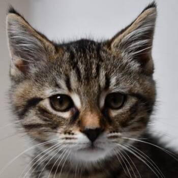 American Shorthair Cats Available for Adoption in Johnson City, Tennessee - Jack | PetCurious