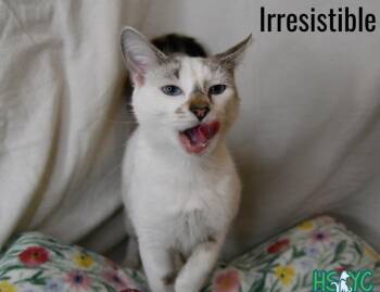 Irresistible -  Domestic Short Hair Cat for Adoption in Fort Mill, South Carolina - Irresistible | PetCurious