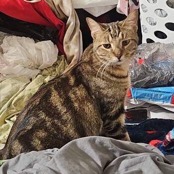 Loki -  Domestic Short Hair Cat for Adoption in Bristol, Indiana - Loki | PetCurious