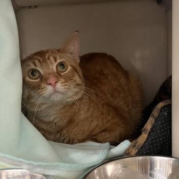 Domestic Short Hair Cats Available for Adoption in Mentor, Ohio - Marching Band | PetCurious