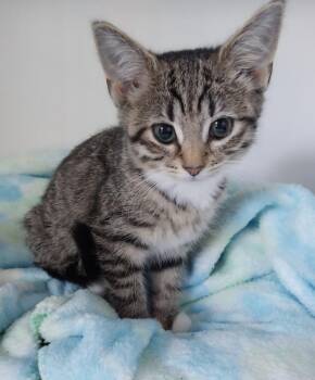 Ms. Plymouth * IN FOSTER * -  Domestic Short Hair Cat for Adoption in South Bend, Indiana - Ms. Plymouth * IN FOSTER * | PetCurious