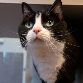 Rescue Domestic Medium Hair Cats for Adoption in Asheville, North Carolina - Dory | PetCurious