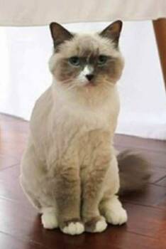 Rescue Ragdoll Cats for Adoption in Powder Springs, Georgia - SNOWY MOON | PetCurious