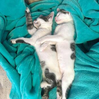 Cutie -  Domestic Short Hair Cat for Adoption in Las Vegas, Nevada - Cutie | PetCurious