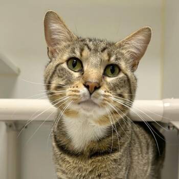 Prince -  Domestic Short Hair Cat for Adoption in Woodinville, Washington - Prince | PetCurious