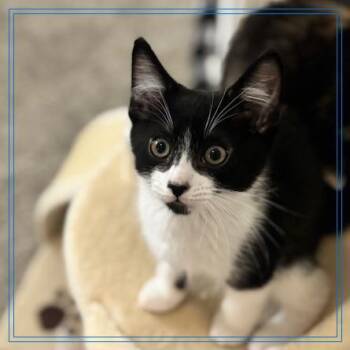 Benedict -  Domestic Short Hair Cat Available for Adoption in Long Beach, California - Benedict | PetCurious