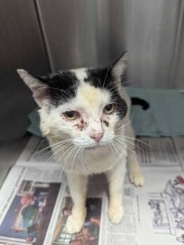 Domestic Short Hair Cats Available for Adoption in Sevierville, Tennessee - Papa Smurf | PetCurious