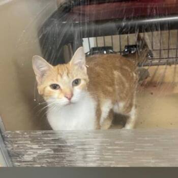 Roy -  Domestic Short Hair Cat for Adoption in Dubuque, Iowa - Roy | PetCurious