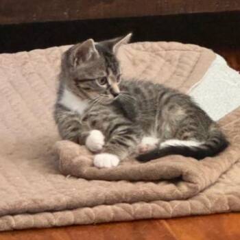 Blaze -  Domestic Short Hair Cat for Adoption in Columbus, North Carolina - Blaze | PetCurious