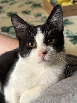 *TUCKER -  Domestic Short Hair Cat for Adoption in Woodland, California - *TUCKER | PetCurious
