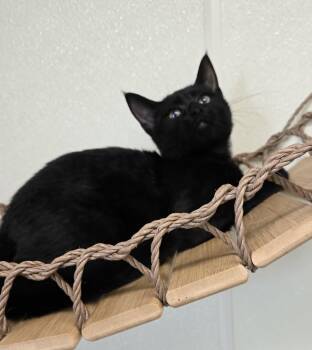Juniper -  Domestic Short Hair Cat for Adoption in Larned, Kansas - Juniper | PetCurious