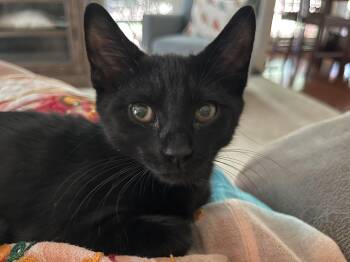 Latte -  Domestic Short Hair Cat for Adoption in Duluth, Georgia - Latte | PetCurious