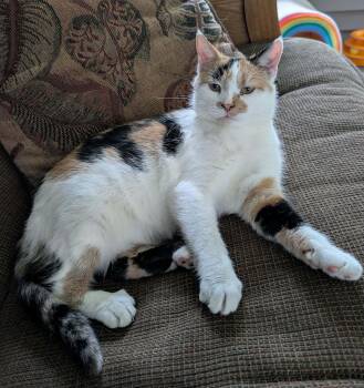 Bebee -  Domestic Short Hair Cat for Adoption in Stoughton, Wisconsin - Bebee | PetCurious