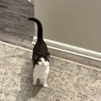 Nala -  Domestic Short Hair Cat for Adoption in Tampa, Florida - Nala | PetCurious