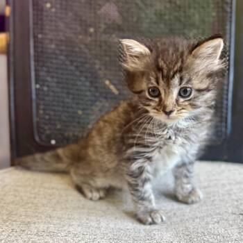 Eureka -  Domestic Medium Hair Cat for Adoption in South Elgin, Illinois - Eureka | PetCurious