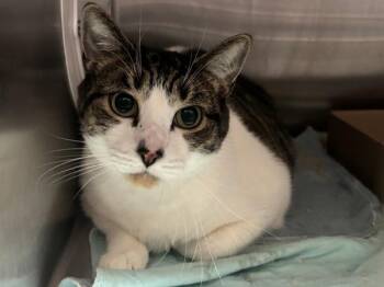 Lock -  Domestic Short Hair Cat for Adoption - Lock | PetCurious