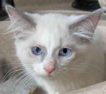 Ragdoll Cats Available for Adoption in Mansfield, Ohio - Chablis | PetCurious
